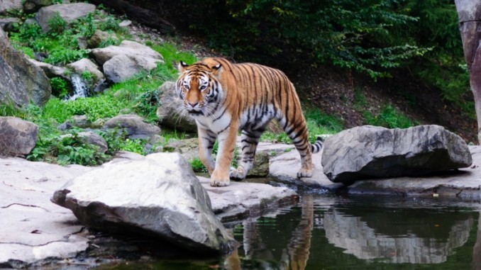 zoo-zuerich